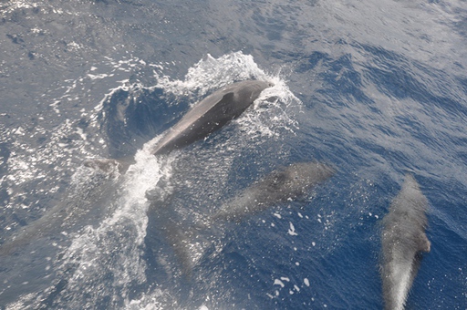 2013-02-12_trinidad-to-bonaire_dolphins.JPG