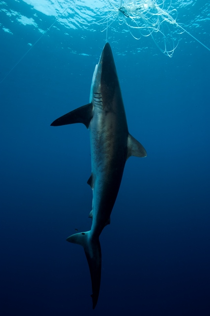 2013-04-05_cocos_illegal-fishing-traped-shark_foto-felipe1.jpg