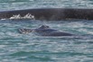 2014-08-16_usa_alaska_ip_frederick-sound_whale-calf.jpg