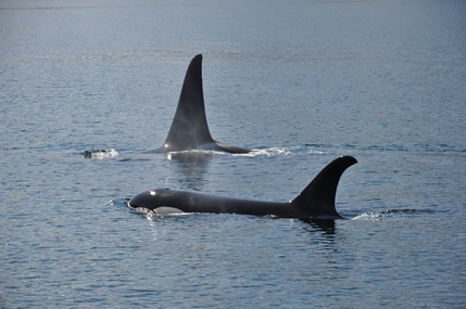 2014-08-24_canada_johnson-strait_orca-male-female.JPG
