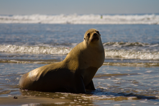 2015-01-17_usa-california-san-diego_sea-lion-on-beach.jpg