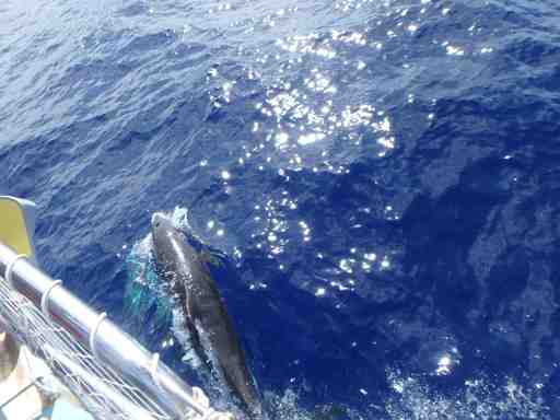 2016-06-30_usa-hawaii-kauai-Nihau_bottlenose-dolphins.JPG